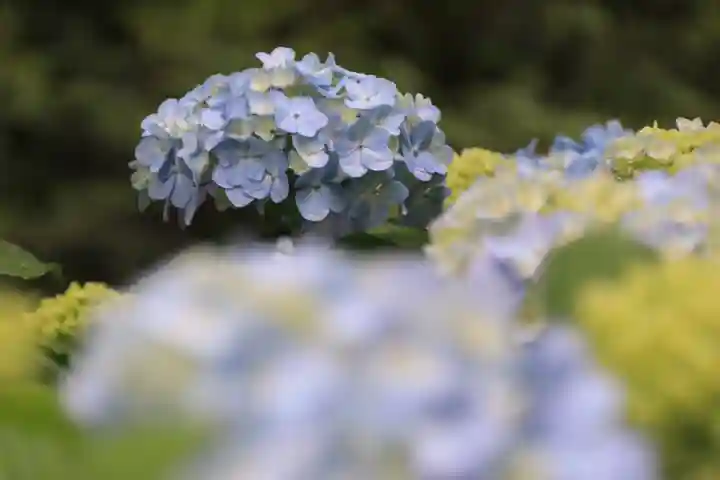 開成山大神宮の自然