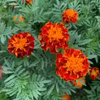 豊景神社(福島県)