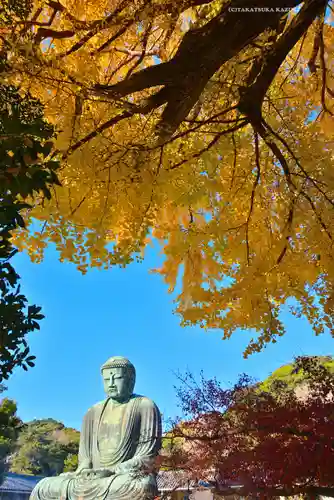 高徳院(神奈川県)