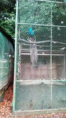 久伊豆神社の動物