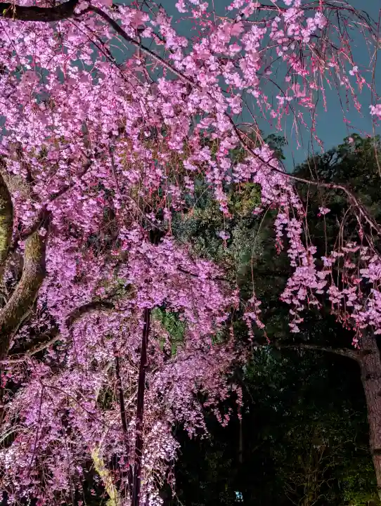 平安神宮の{uncategorized: "未分類", other: "その他", undefined: "問題あり", building: "その他建物", grave: "お墓", sacred_gate: "鳥居", guardian: "狛犬", statue: "像", buddha: "仏像", history: "歴史", nature: "自然", garden: "庭園", animal: "動物", pagoda: "塔", temizu: "手水舎", mountain_gate: "山門・神門", sanctuary: "本殿・本堂", subordinate: "末社・摂社", art: "芸術", scenery: "景色", jizo: "地蔵", ema: "絵馬", goshuin: "御朱印", omikuji: "おみくじ", items: "授与品その他", amulet: "お守り", goshuincho: "御朱印帳", eats: "食事", festival: "お祭り", votive_dance: "神楽", shichigosan: "七五三参", wedding: "結婚式", experience: "体験その他", initially: "初詣", around: "周辺", anti_infection: "感染症対策"}
