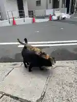 西九條神社の動物