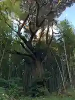 阿弥陀寺の自然