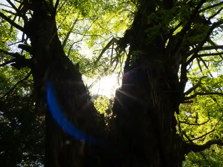 赤坂氷川神社の{uncategorized: "未分類", other: "その他", undefined: "問題あり", building: "その他建物", grave: "お墓", sacred_gate: "鳥居", guardian: "狛犬", statue: "像", buddha: "仏像", history: "歴史", nature: "自然", garden: "庭園", animal: "動物", pagoda: "塔", temizu: "手水舎", mountain_gate: "山門・神門", sanctuary: "本殿・本堂", subordinate: "末社・摂社", art: "芸術", scenery: "景色", jizo: "地蔵", ema: "絵馬", goshuin: "御朱印", omikuji: "おみくじ", items: "授与品その他", amulet: "お守り", goshuincho: "御朱印帳", eats: "食事", festival: "お祭り", votive_dance: "神楽", shichigosan: "七五三参", wedding: "結婚式", experience: "体験その他", initially: "初詣", around: "周辺", anti_infection: "感染症対策"}