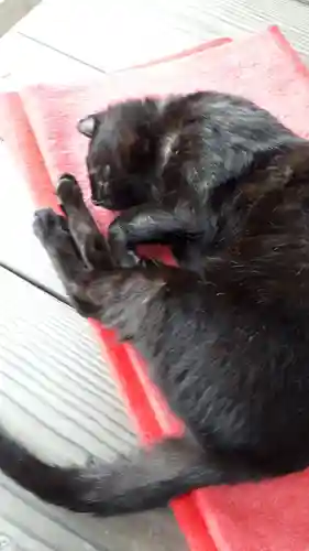 高司神社〜むすびの神の鎮まる社〜の動物