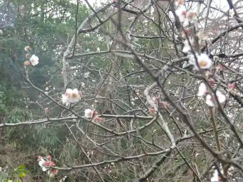 安國論寺（安国論寺）の自然