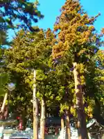 鳩ヶ嶺八幡宮の自然