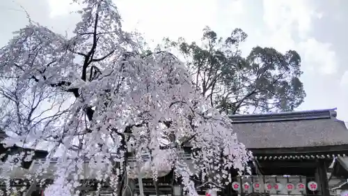 平野神社のその他建物