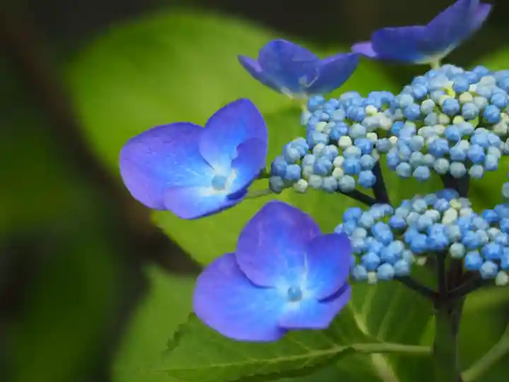 長壽寺(長寿寺)(神奈川県)