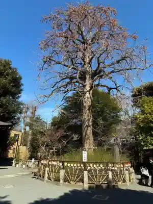 七社神社の{uncategorized: "未分類", other: "その他", undefined: "問題あり", building: "その他建物", grave: "お墓", sacred_gate: "鳥居", guardian: "狛犬", statue: "像", buddha: "仏像", history: "歴史", nature: "自然", garden: "庭園", animal: "動物", pagoda: "塔", temizu: "手水舎", mountain_gate: "山門・神門", sanctuary: "本殿・本堂", subordinate: "末社・摂社", art: "芸術", scenery: "景色", jizo: "地蔵", ema: "絵馬", goshuin: "御朱印", omikuji: "おみくじ", items: "授与品その他", amulet: "お守り", goshuincho: "御朱印帳", eats: "食事", festival: "お祭り", votive_dance: "神楽", shichigosan: "七五三参", wedding: "結婚式", experience: "体験その他", initially: "初詣", around: "周辺", anti_infection: "感染症対策"}