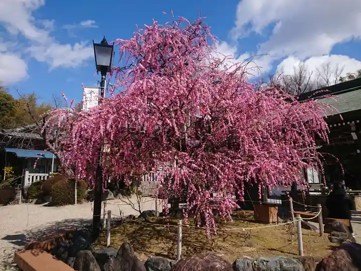 岡崎天満宮の自然