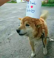 宝光寺の動物