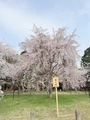 賀茂別雷神社（上賀茂神社）(京都府)