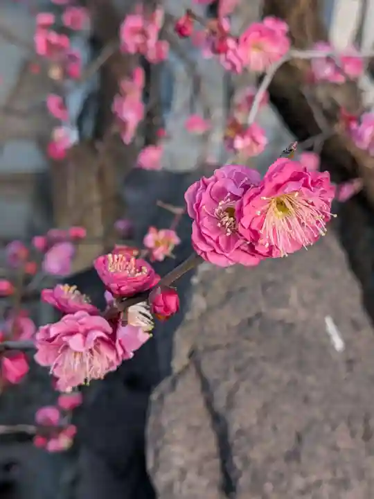成願寺(東京都)