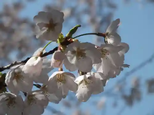 園城寺（三井寺）の自然