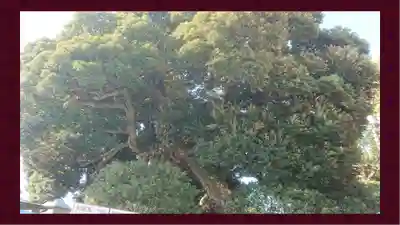 九重神社(埼玉県)