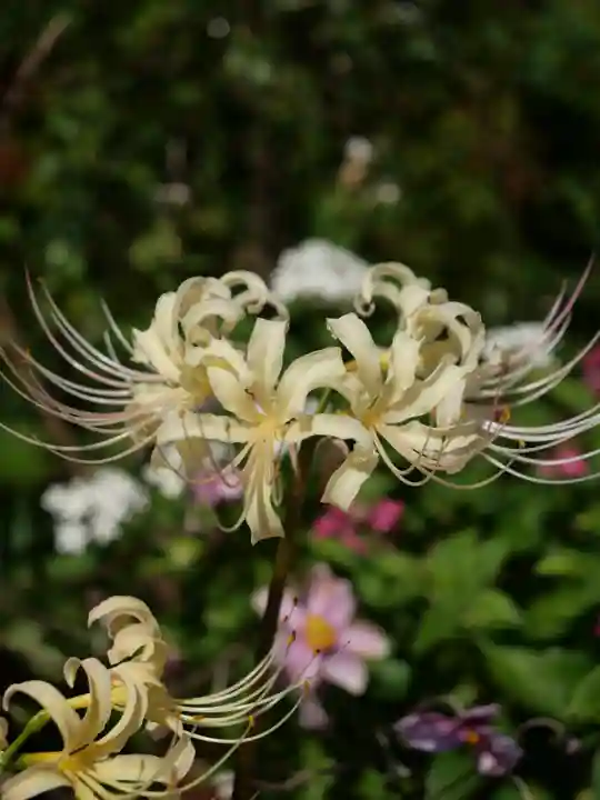 普門寺(切り絵御朱印発祥の寺)の自然