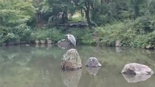 八坂神社(祇園さん)の庭園