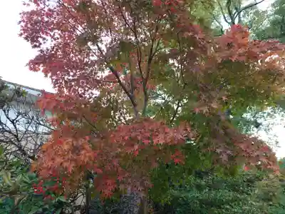 厳島神社(広島県)