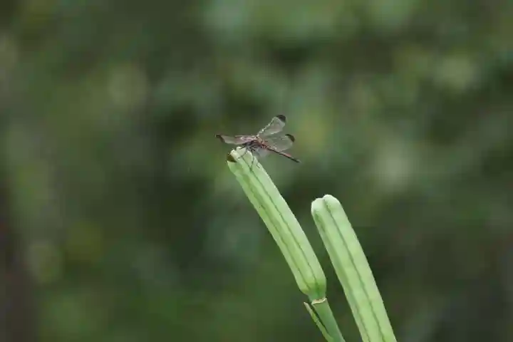 阿久津「田村神社」(郡山市阿久津町)旧社名:伊豆箱根三嶋三社の庭園