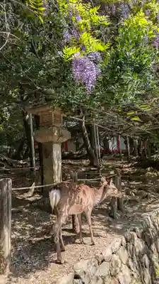 春日大社(奈良県)