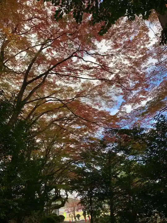 八坂神社・境内社川枯社の自然