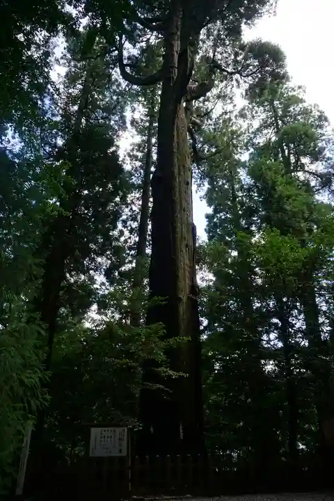 高千穂神社の自然