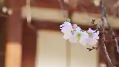 平野神社の自然