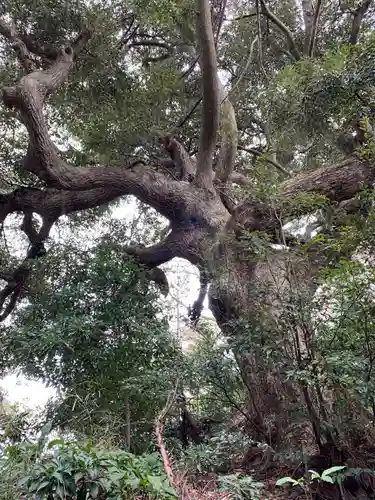 浅間神社の自然