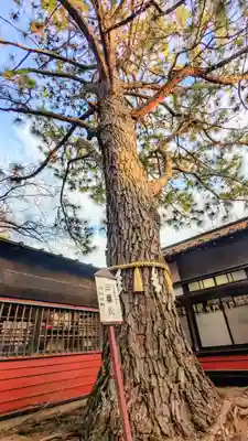 前原御嶽神社の自然