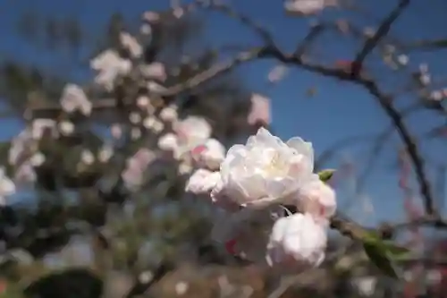 大藏經寺の自然