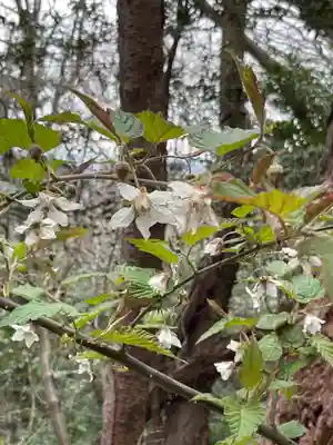 尾張冨士大宮浅間神社(愛知県)
