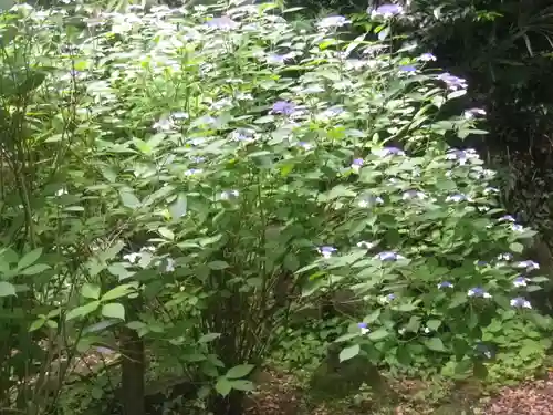 安國論寺（安国論寺）の自然