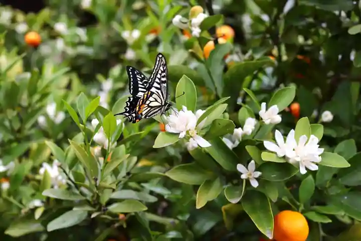 三津厳島神社(愛媛県)