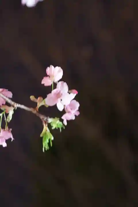桜神宮(東京都)