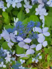 報徳二宮神社の自然