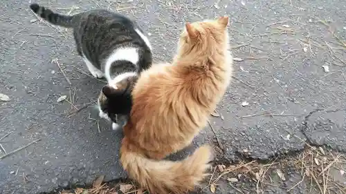 北野天満宮の動物