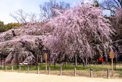賀茂別雷神社（上賀茂神社）(京都府)