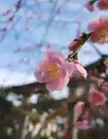 白山神社の自然