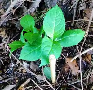 差出磯大嶽山神社 仕事と健康と厄よけの神さまの自然(2021年10月23日(土) 16時33分37秒投稿)