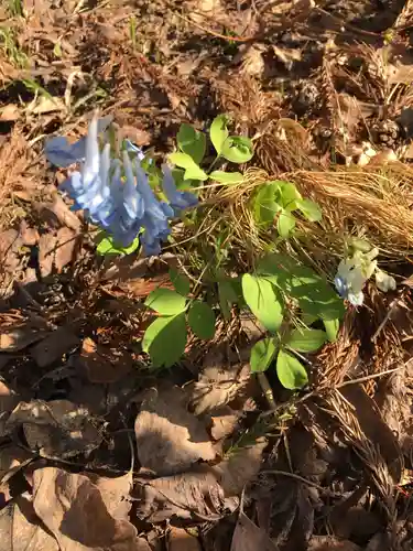 仁木神社の自然