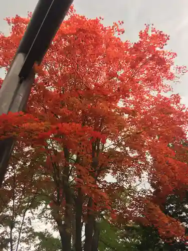 北広島市総鎮守　廣島神社の自然