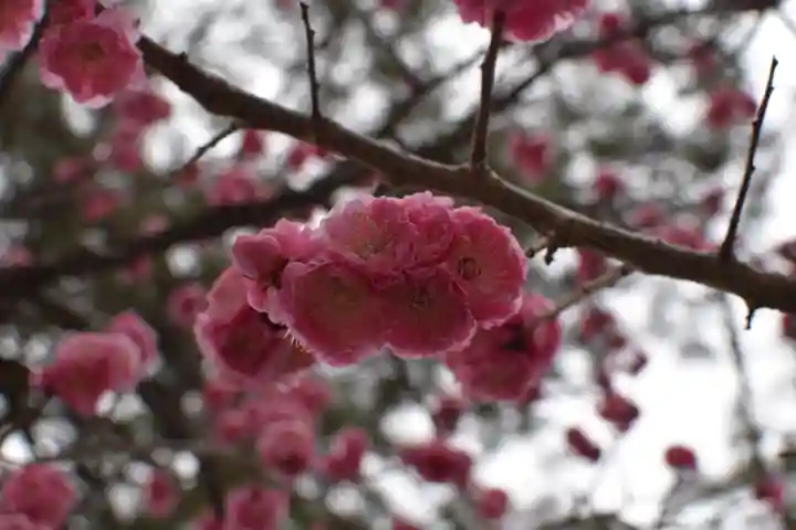 長浜八幡宮の自然