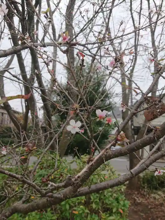 櫻木神社の自然