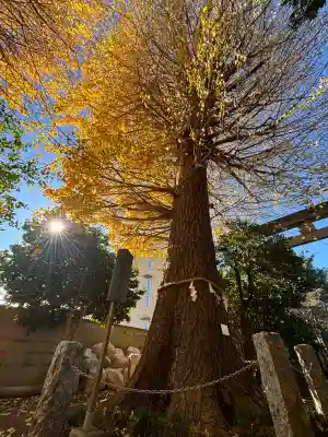 一山神社の{uncategorized: "未分類", other: "その他", undefined: "問題あり", building: "その他建物", grave: "お墓", sacred_gate: "鳥居", guardian: "狛犬", statue: "像", buddha: "仏像", history: "歴史", nature: "自然", garden: "庭園", animal: "動物", pagoda: "塔", temizu: "手水舎", mountain_gate: "山門・神門", sanctuary: "本殿・本堂", subordinate: "末社・摂社", art: "芸術", scenery: "景色", jizo: "地蔵", ema: "絵馬", goshuin: "御朱印", omikuji: "おみくじ", items: "授与品その他", amulet: "お守り", goshuincho: "御朱印帳", eats: "食事", festival: "お祭り", votive_dance: "神楽", shichigosan: "七五三参", wedding: "結婚式", experience: "体験その他", initially: "初詣", around: "周辺", anti_infection: "感染症対策"}