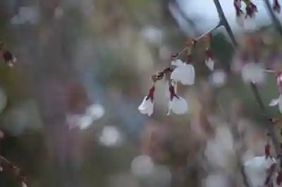 敷地神社（わら天神宮）(京都府)