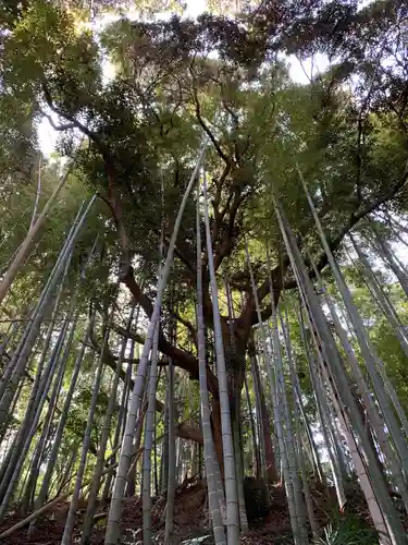 神明神社の自然