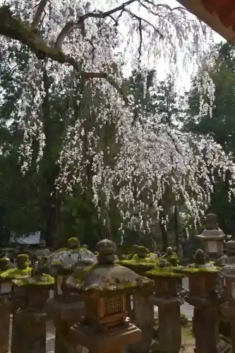 春日大社の{uncategorized: "未分類", other: "その他", undefined: "問題あり", building: "その他建物", grave: "お墓", sacred_gate: "鳥居", guardian: "狛犬", statue: "像", buddha: "仏像", history: "歴史", nature: "自然", garden: "庭園", animal: "動物", pagoda: "塔", temizu: "手水舎", mountain_gate: "山門・神門", sanctuary: "本殿・本堂", subordinate: "末社・摂社", art: "芸術", scenery: "景色", jizo: "地蔵", ema: "絵馬", goshuin: "御朱印", omikuji: "おみくじ", items: "授与品その他", amulet: "お守り", goshuincho: "御朱印帳", eats: "食事", festival: "お祭り", votive_dance: "神楽", shichigosan: "七五三参", wedding: "結婚式", experience: "体験その他", initially: "初詣", around: "周辺", anti_infection: "感染症対策"}