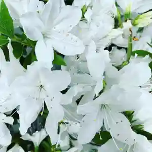 豊景神社の自然(2020年05月18日(月) 06時41分52秒投稿)