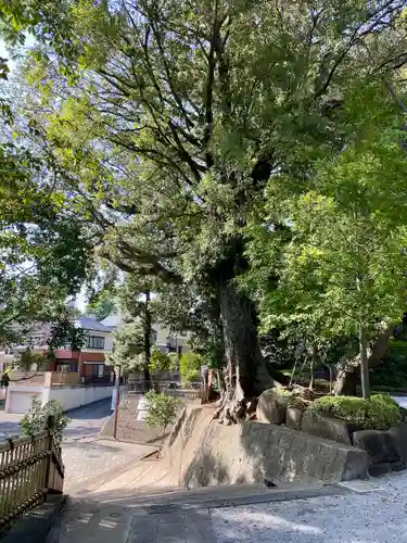 師岡熊野神社(神奈川県)